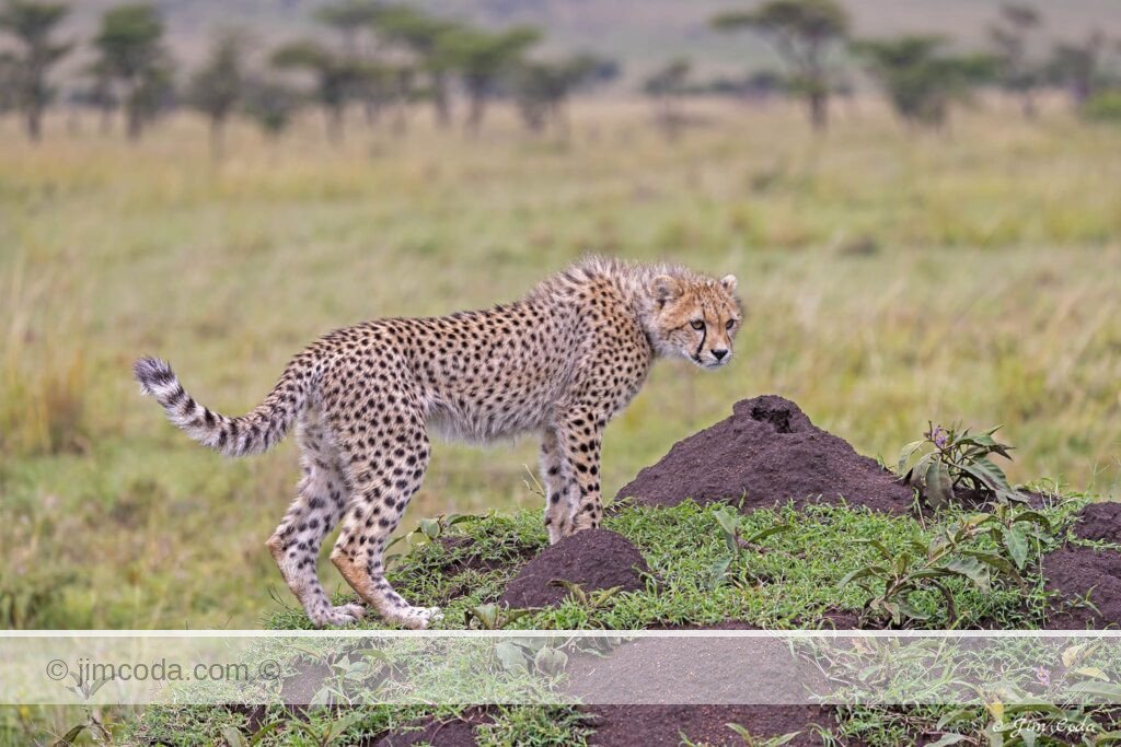 A cheetah cub checks out a termite mound in the Olare Motorogi Conservancy area of Kenya.