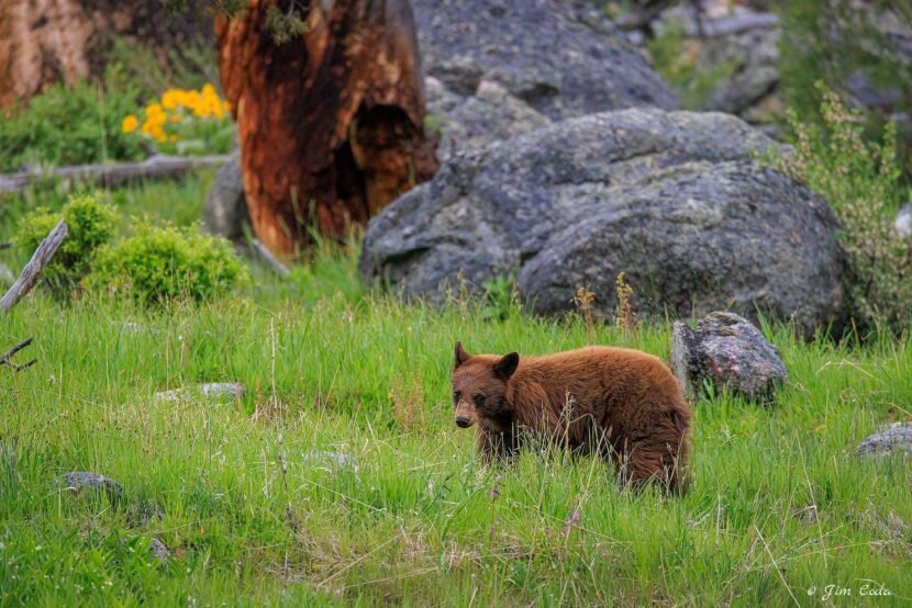 A cinnamon-phase back bear cub moves ahead of mom in Yellowstone National Park.