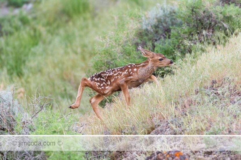 A newborn mule deer fawn takes its first steps in Yellowstone National Park.