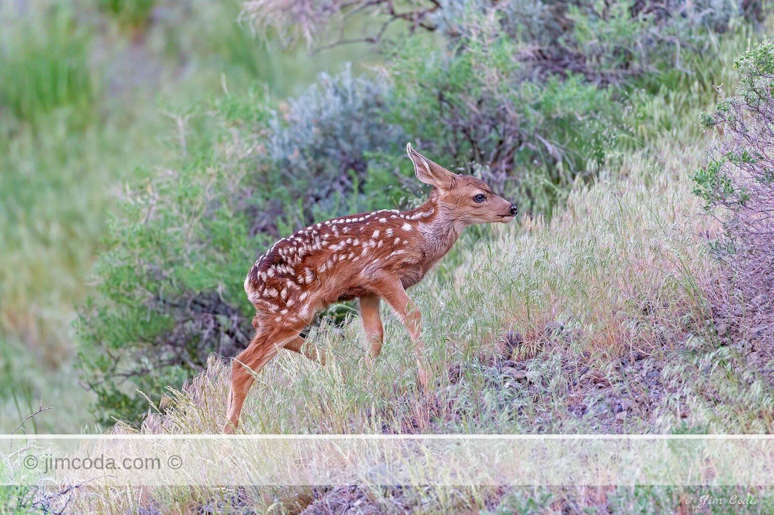 A newborn mule deer fawn walks up a little hill in Yellowstone National Park.