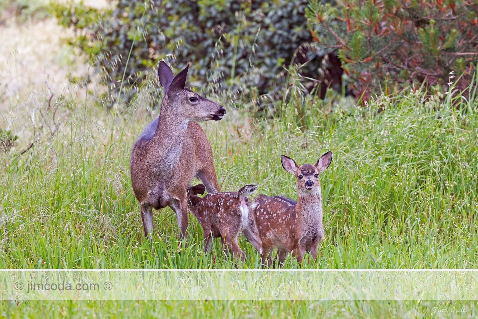 A blacktail doe nurses one of her fawns in Point Reyes National Seashore.