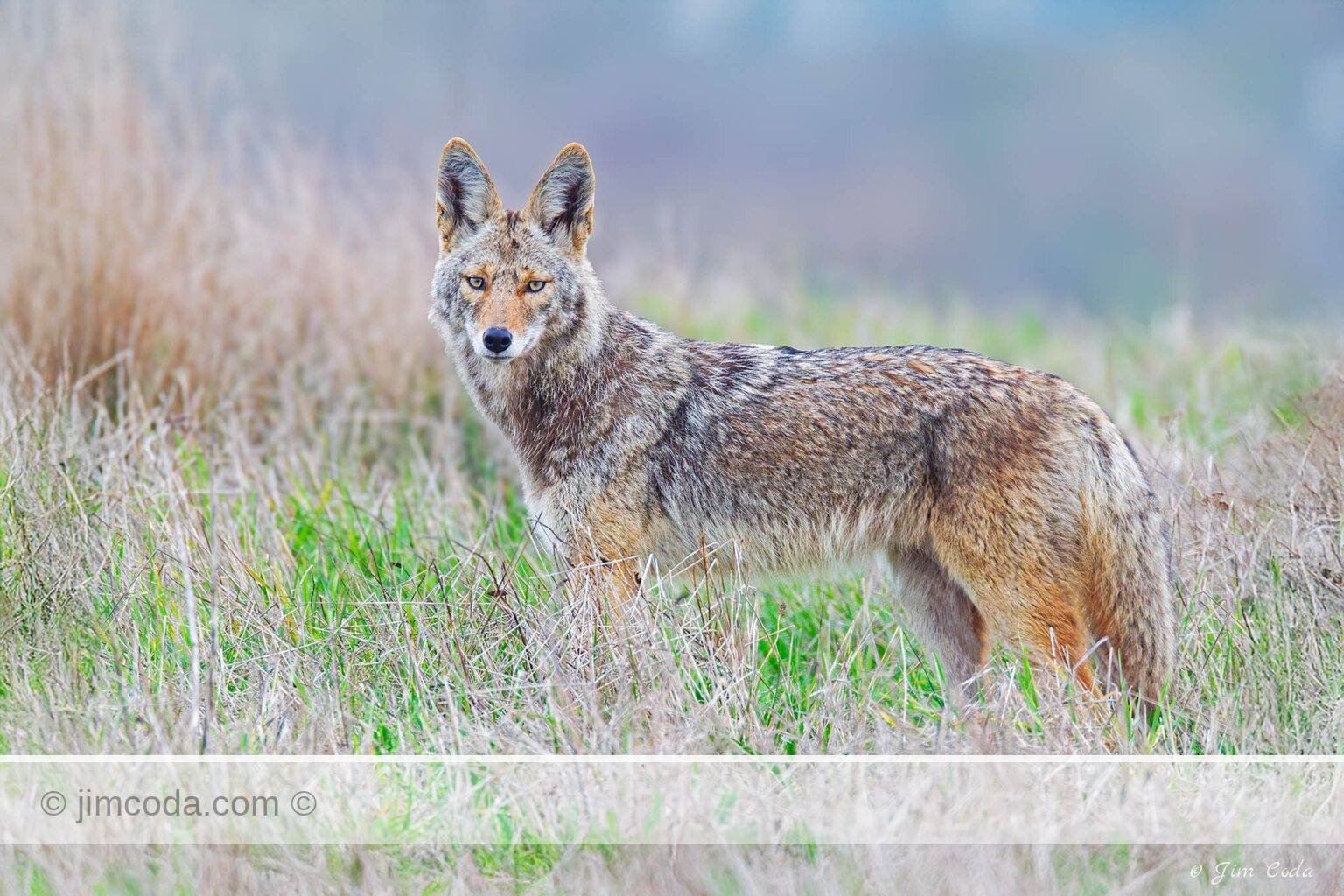 Photo of a coyote in a weedy ranch pasture in Point Reyes National Seashore.