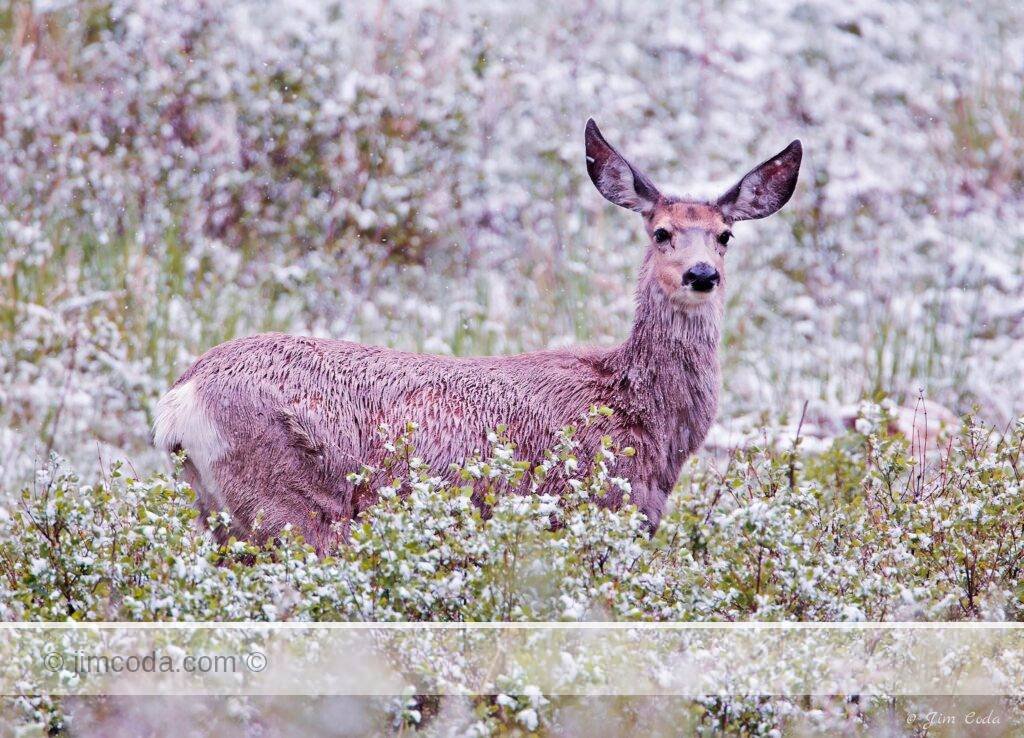 A mule deer doe stops and looks at the camera.