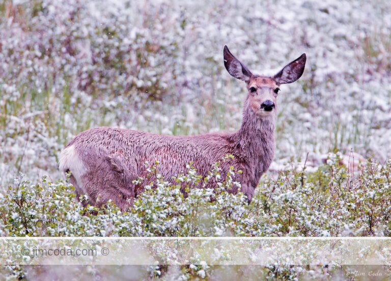 A mule deer doe stops and looks at the camera.