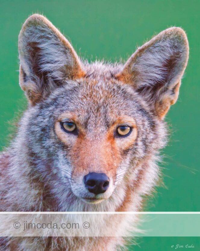 A coyote poses for a portrait in Point Reyes National Seashore.