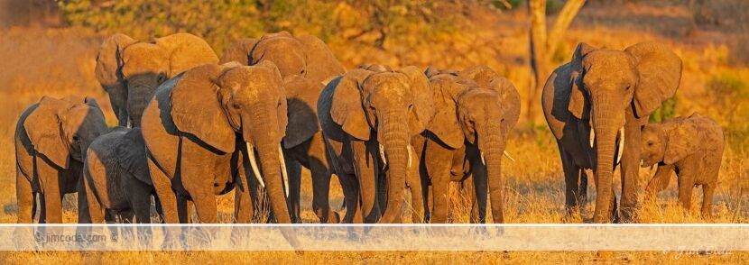A herd of elephants face the camera at sunset in Tarangire National Park.