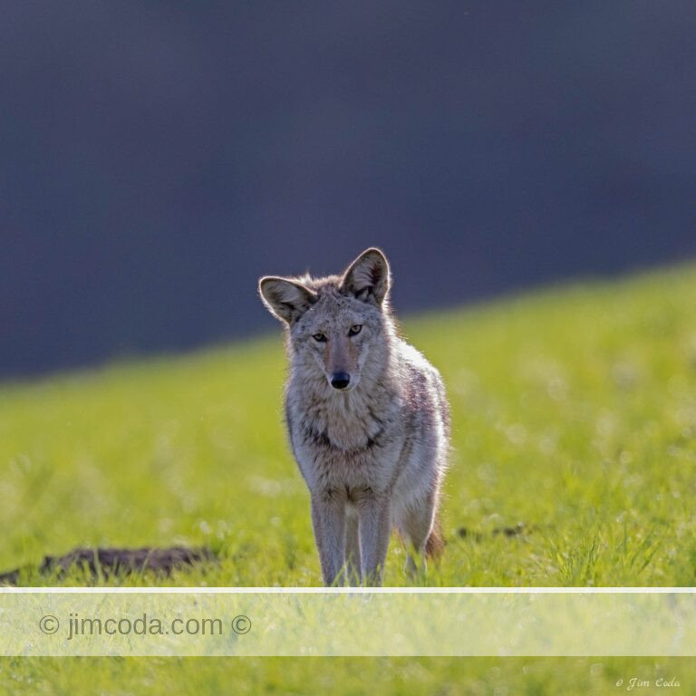 A coyote faces in the direction of the camera while hunting.