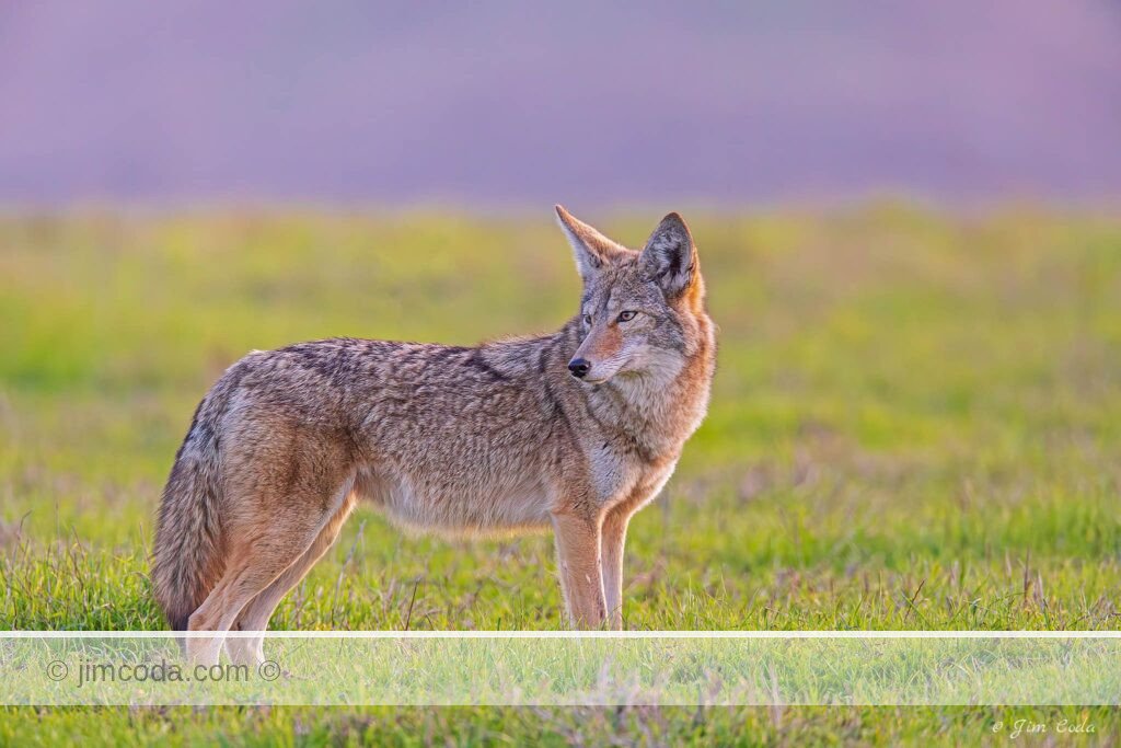 A coyote pauses while crossing a grassy area of Point Reyes National Seashore.