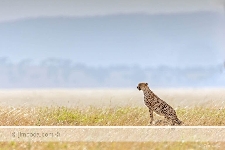 A Cheetah sits on a termite mound scanning for its next meal.