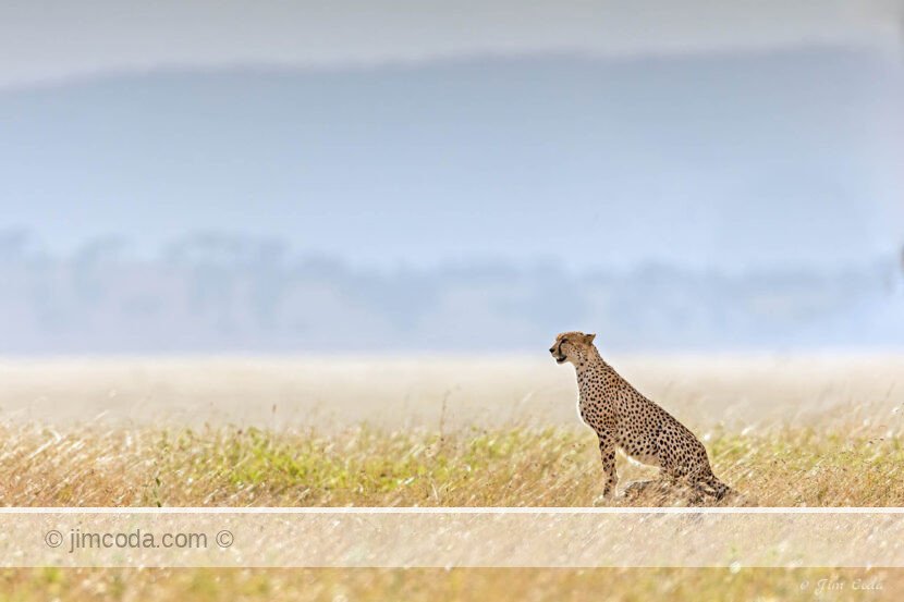 A Cheetah sits on a termite mound scanning for its next meal.