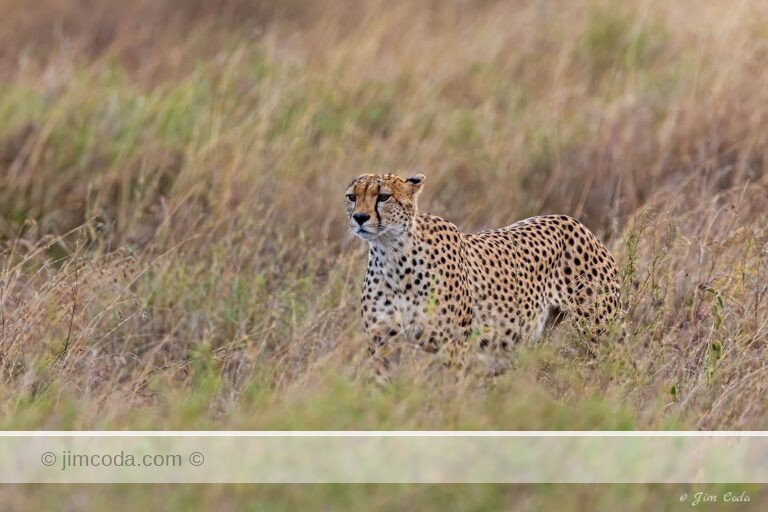 A cheetah walks through the tall Serengeti grasses stalking prey in Serengeti National Park.