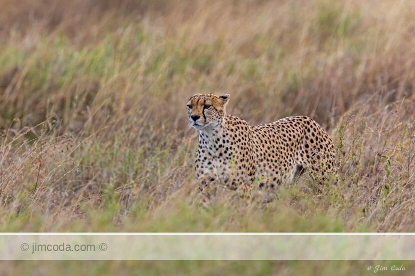 A cheetah walks through the tall Serengeti grasses stalking pre in Serengeti National Park.