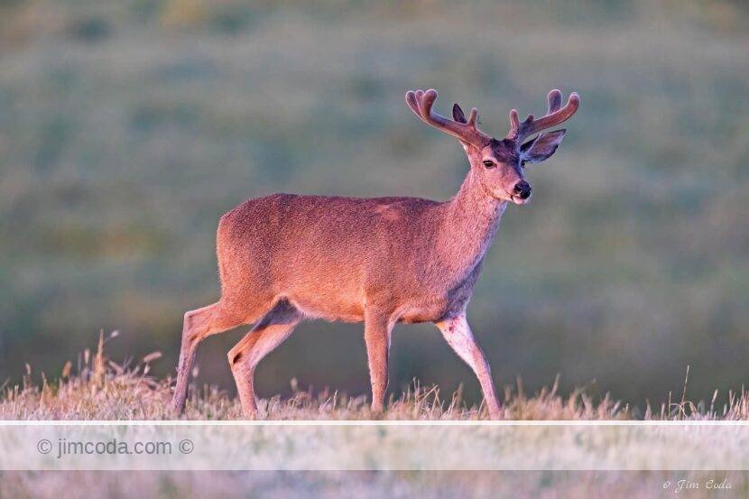 A blacktail buck shows himself in a ranch pasture at sundown.
