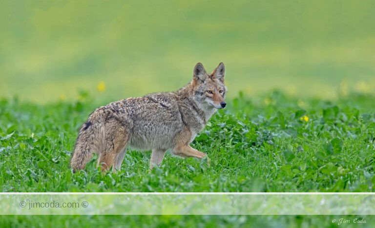 A coyote crosses a silage field in Point Reyes National Seashore.