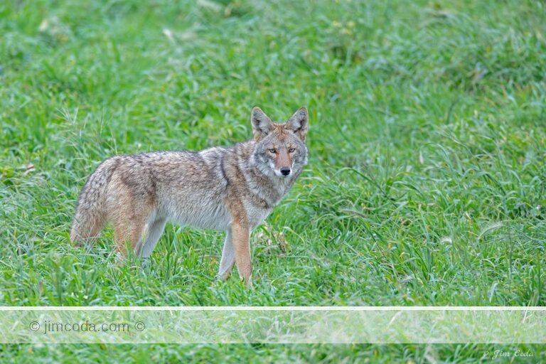 A coyote stops in a pasture and stares at the camera in Point Reyes National Seashore.