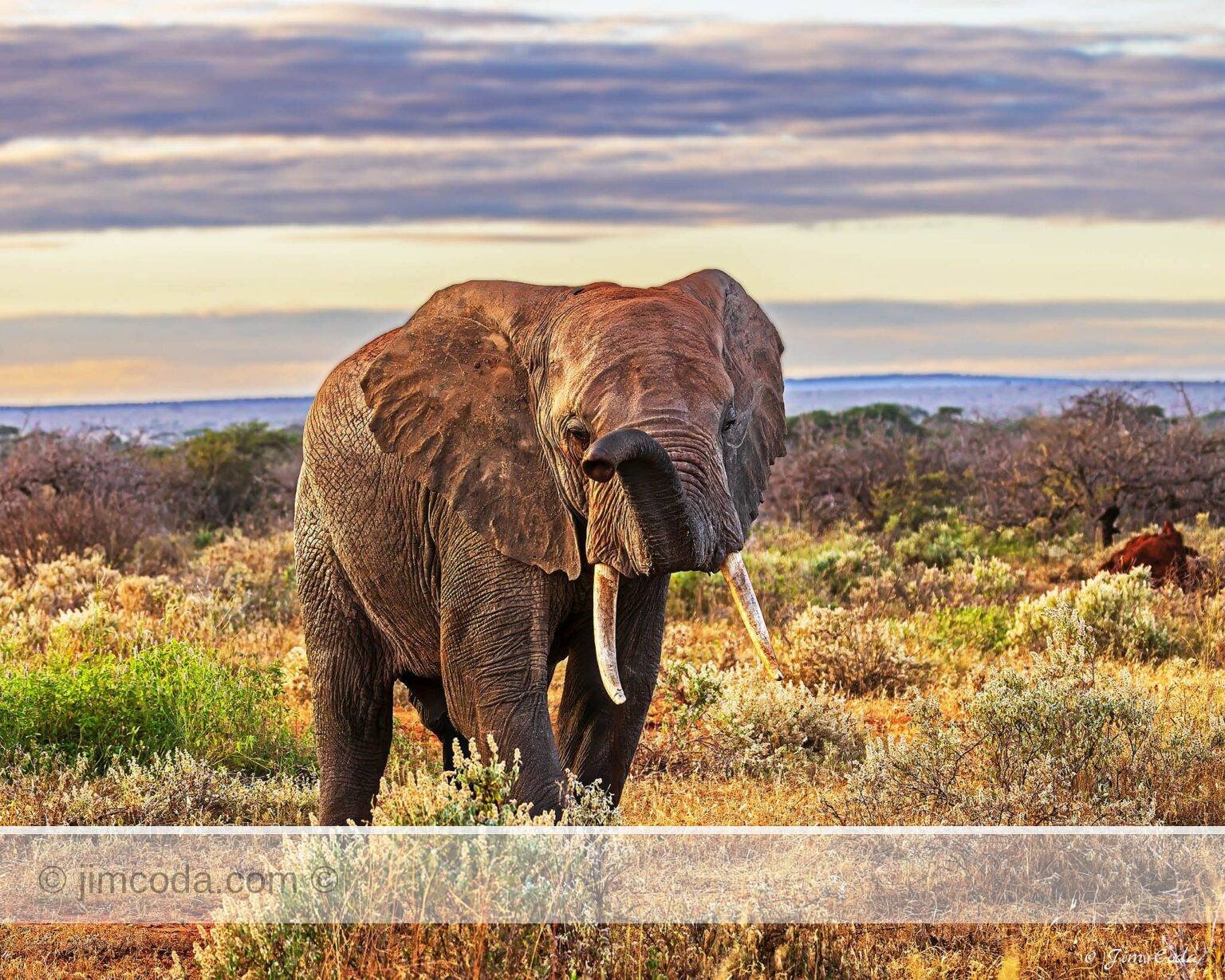 A bull elephant walks through the Selenkay Conservancy on his way to Amboseli National Park.