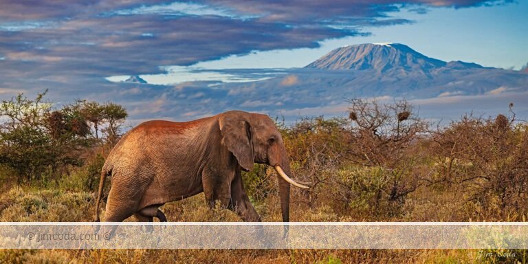 A bull elephant walks through the Selenkay Conservancy to Amboseli National Park with Mount Kilimanjaro in the background.