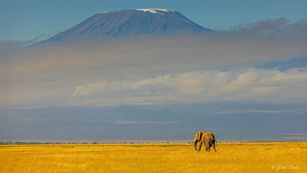 A bull elephant walks toward Mount Kilimanjaro.