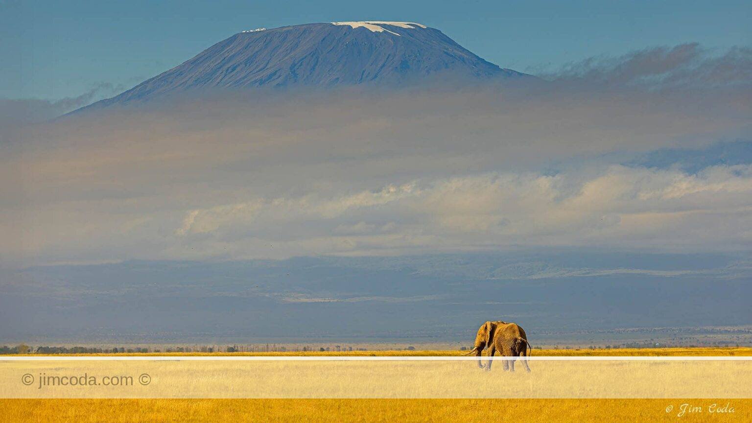 A bull elephant walks toward Mount Kilimanjaro.