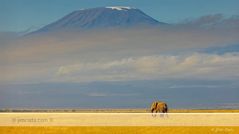 A bull elephant walks toward Mount Kilimanjaro.