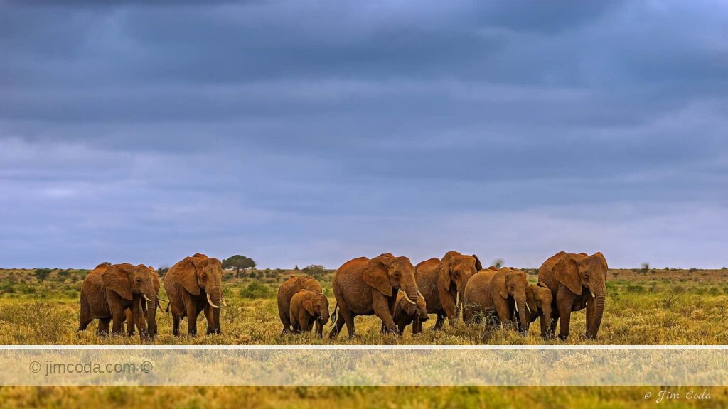 A family or group of elephants walks toward the Amboseli marshes.