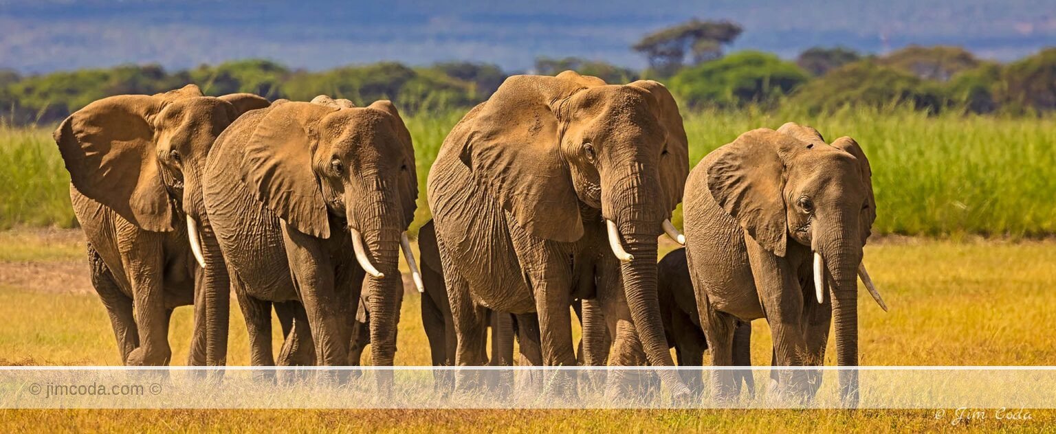 A family of elephants walks toward a marsh in Amboseli National Park.