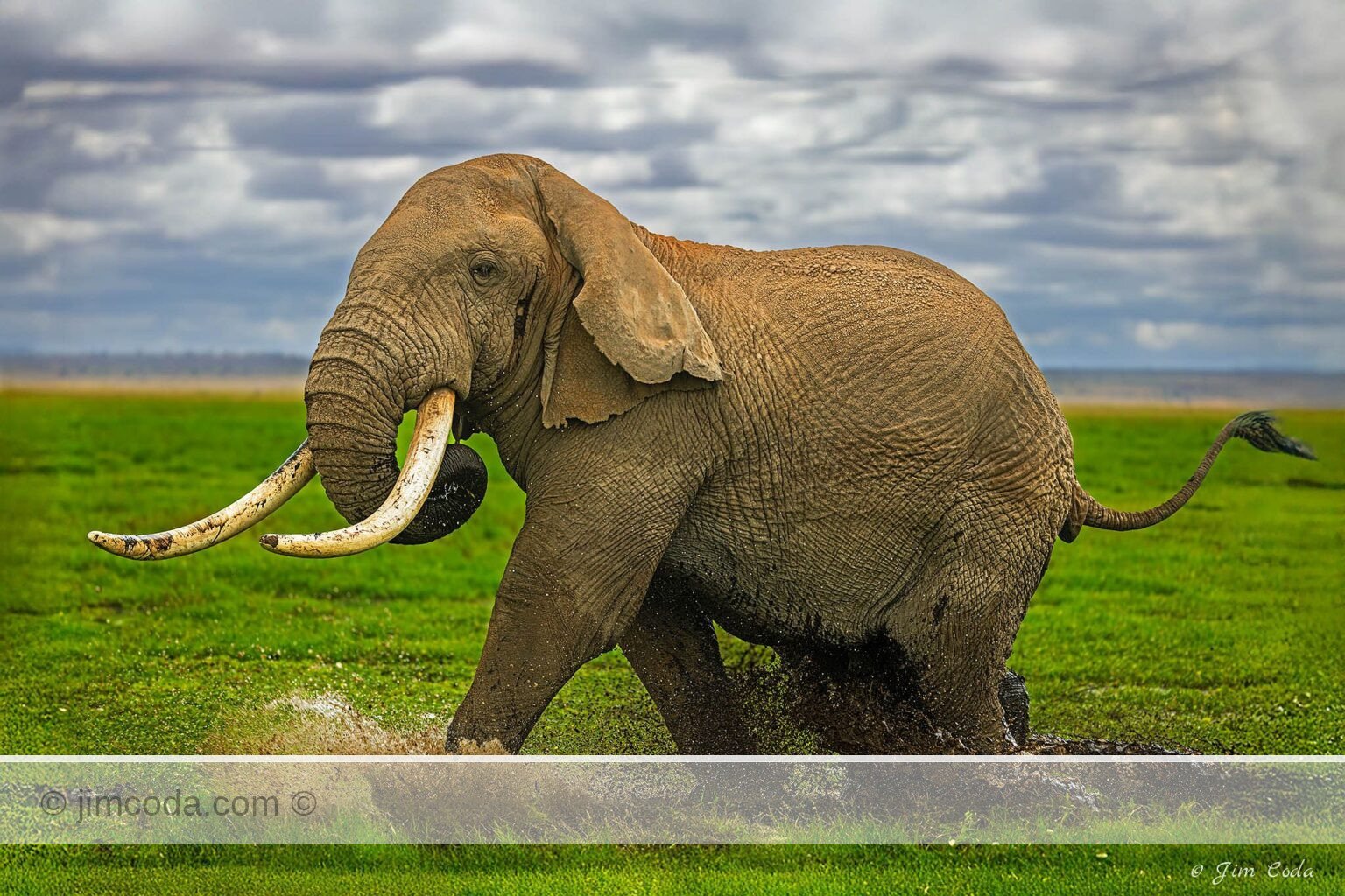 A big bull elephant shows some temperament in Amboseli National Park.