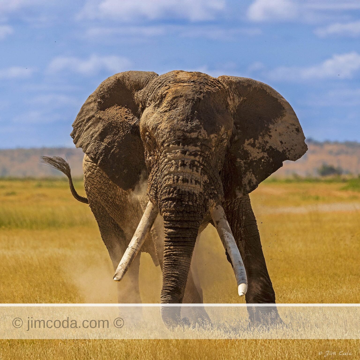 A bull elephant gives himself a dust bath in Amboseli National Park.