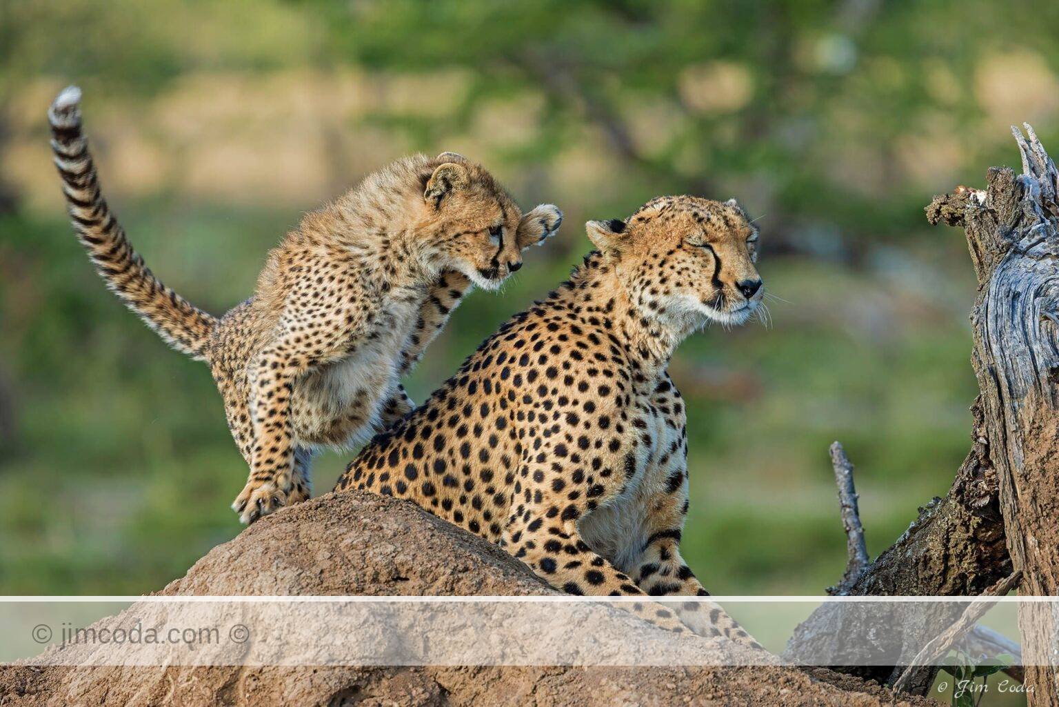 A cheetah cub plays with its mother in the OI Kinyei Conservancy, Kenya.
