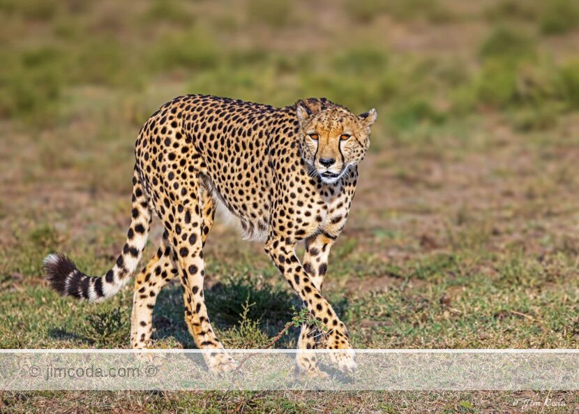A cheetah hunts for a meal for her and her cub.
