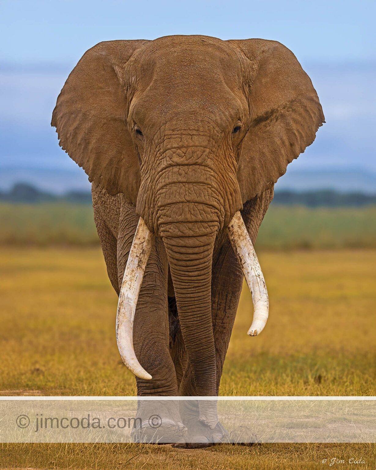 A bull elephant walks toward the camera in Amboseli National Park, Kenya.