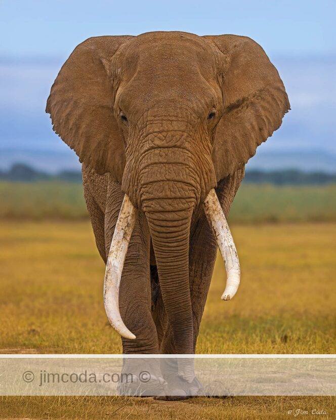 A bull elephant walks toward the camera in Amboseli National Park, Kenya.