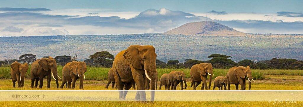 A herd of elephants heads to a marsh area to feed in Amboseli National Park.