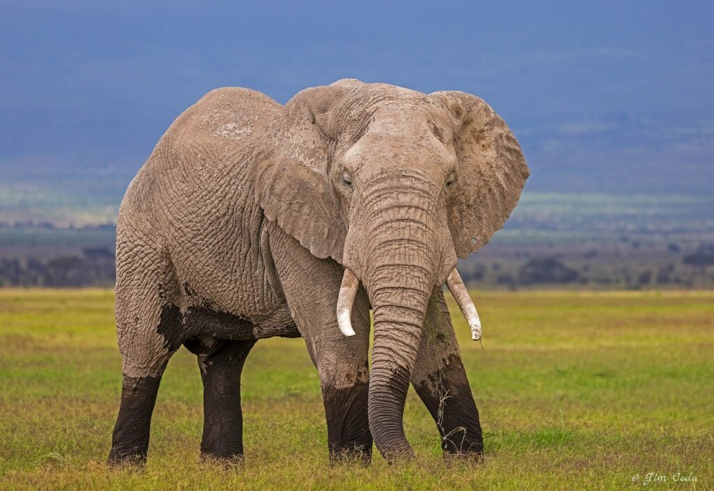 An elephant faces the camera in Amboseli National Park.