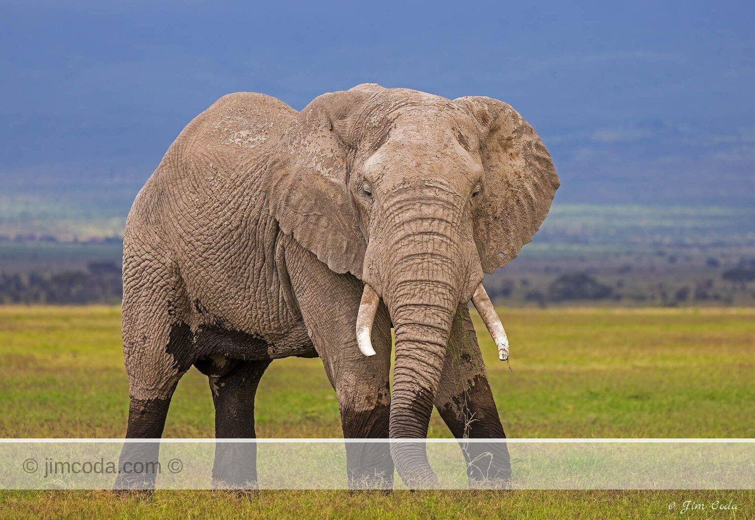 An elephant faces the camera in Amboseli National Park.