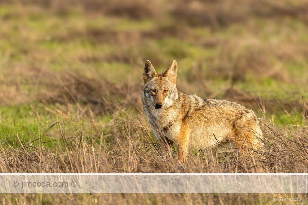 A coyote stops its hunting in Point Reyes National Seashore and and looks at the camera.