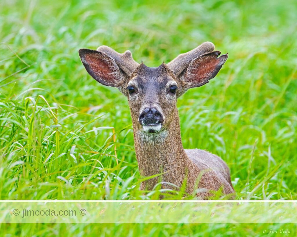A blacktail deer stares at the camera in Point Reyes National Seashore.