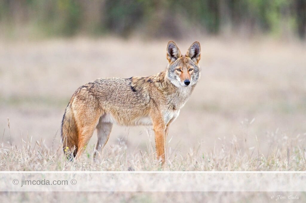A coyote stops and looks back as it crosses a rancher's livestock pasture in Point Reyes National Seashore.