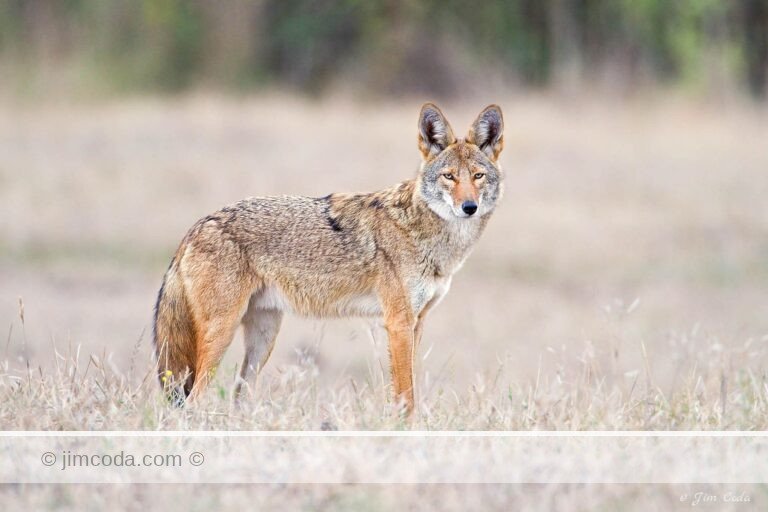 A coyote stops and looks back as it crosses a rancher's livestock pasture in Point Reyes National Seashore.