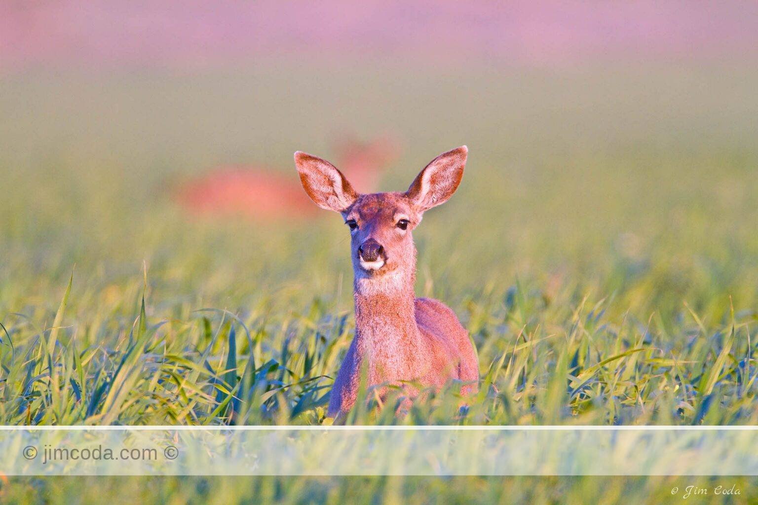 A blacktail doe feeds in a ranch silage field.