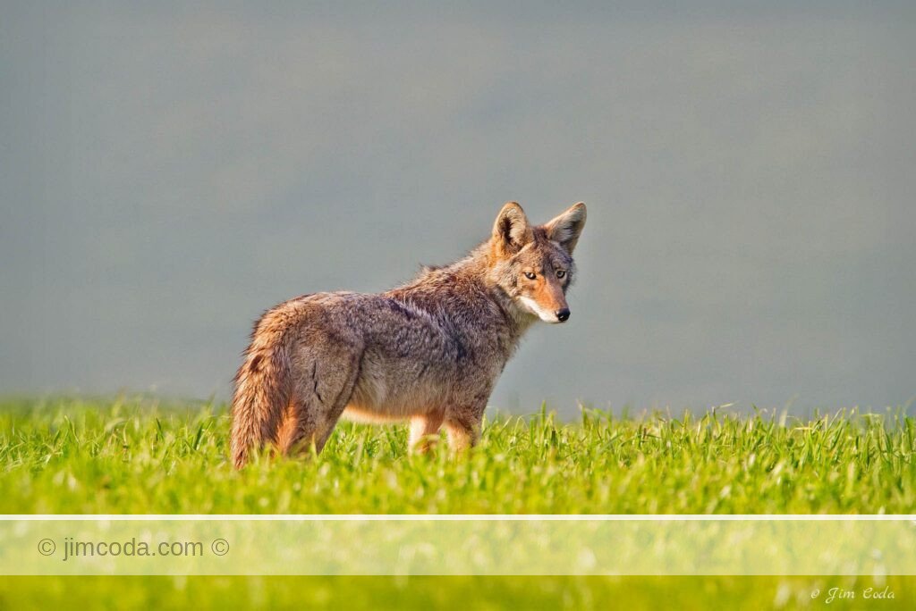 A coyote in a grassy meadow looks back as the sun sets.