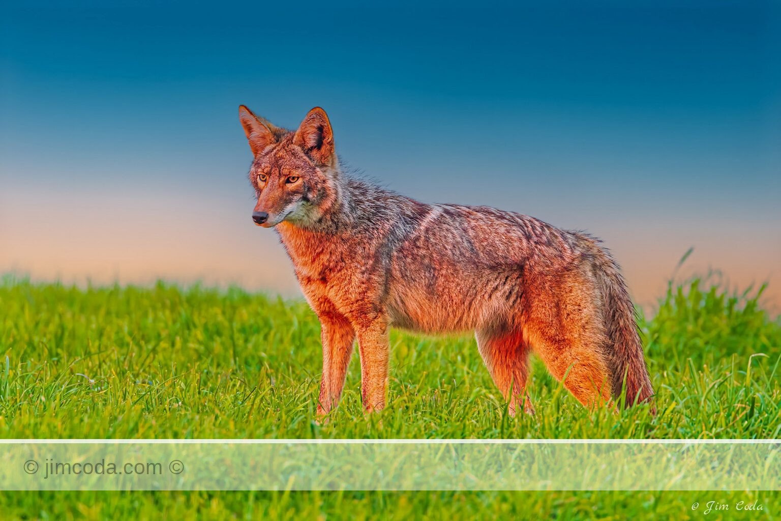 A coyote faces the setting sun in Point Reyes National Seashore.