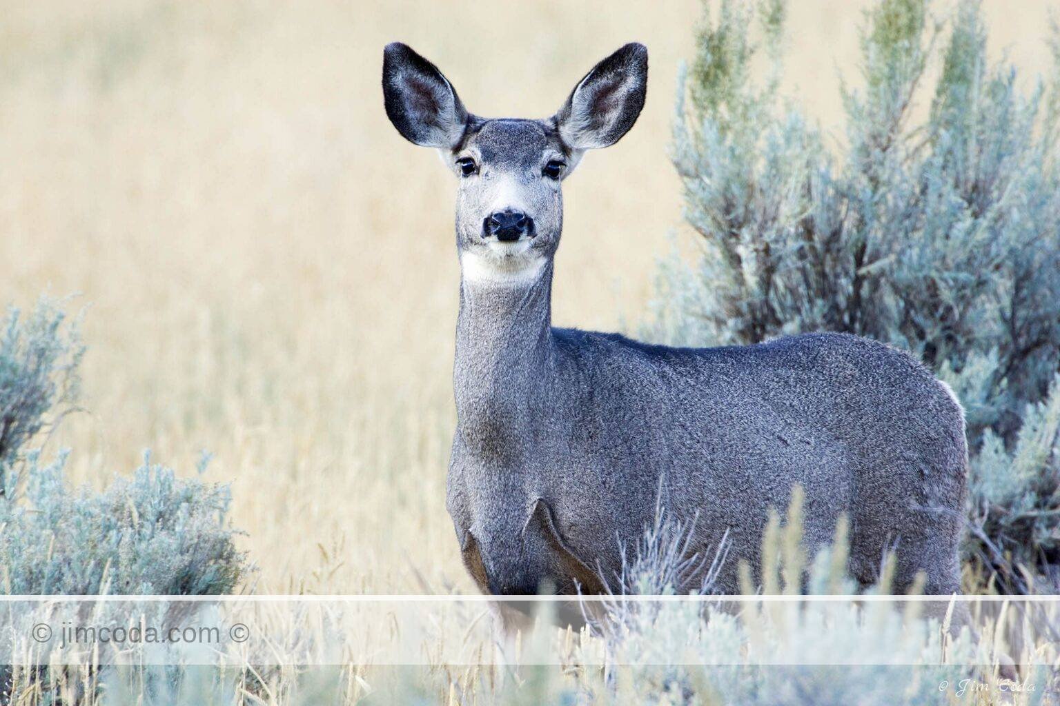 A doe mule deer stops and poses for a portrait photo in Yellowstone National Park.