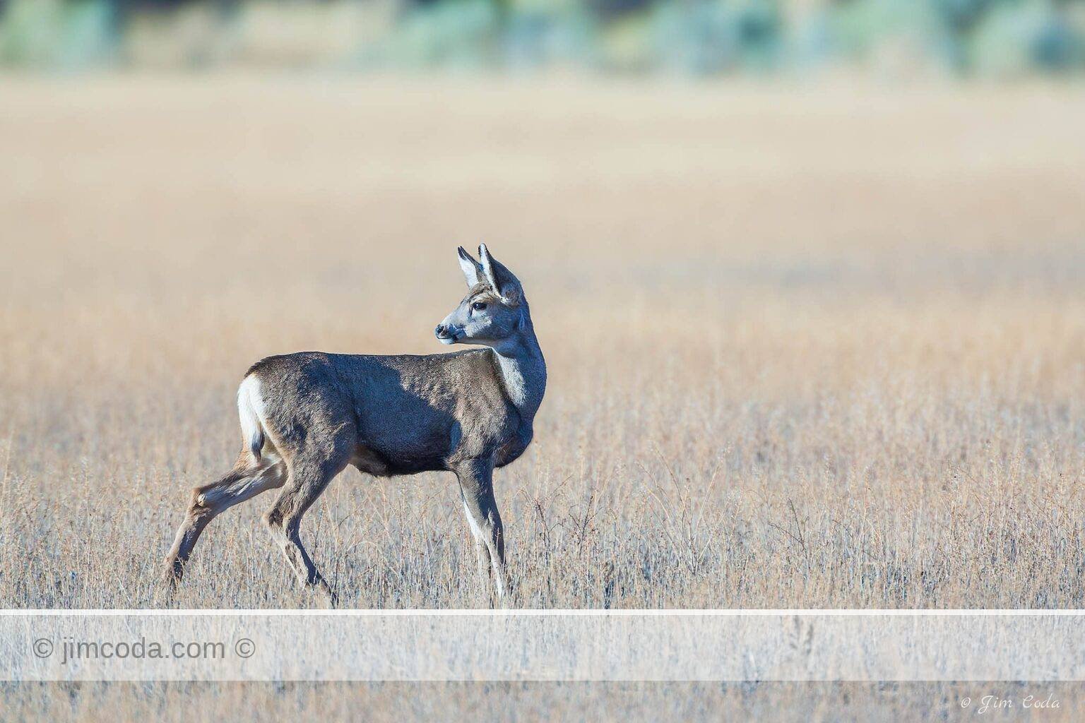 A doe mule deer pauses and looks back.
