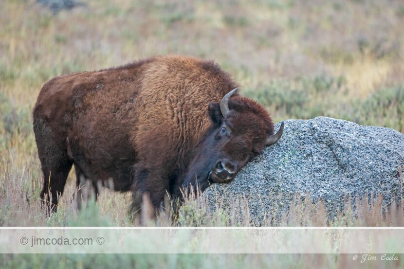 A bison scratches its head against a boulder in Yellowstone National Park.