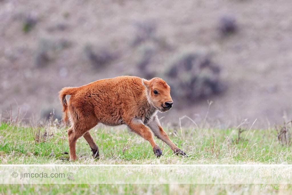 A bison calf runs for the joy of it in Yellowstone National Park.