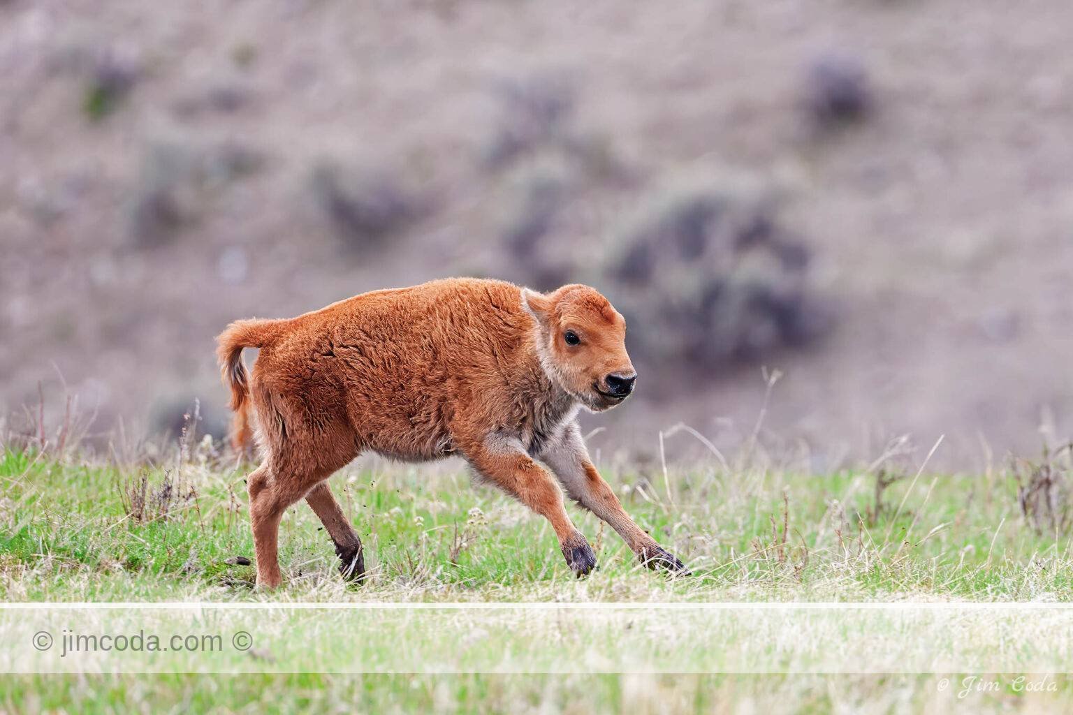 A bison calf runs for the joy of it in Yellowstone National Park.