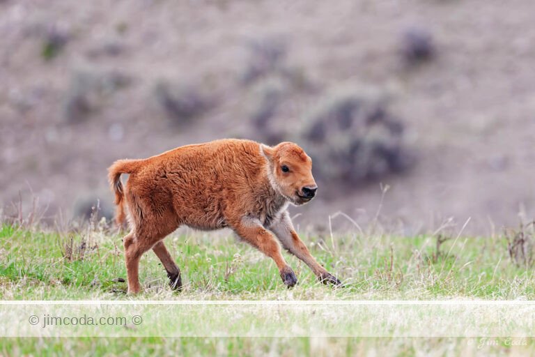 A bison calf runs for the joy of it in Yellowstone National Park.