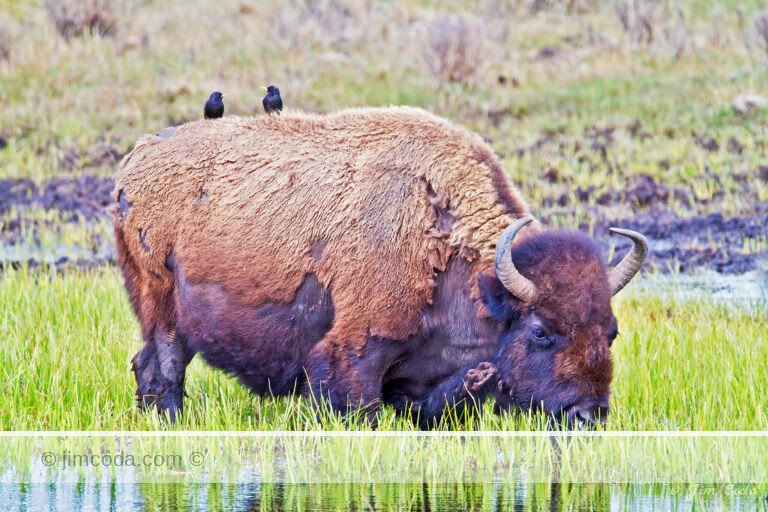 This bison seems to be enjoying grazing on the succulent grasses in this shallow pond. However, these wet areas are not withhout their dangers. Not far away is the carcass of another bison in Blacktail Pond. It got caught in the mucky lake bottom and could not get its legs out of the muck. It died there recently.