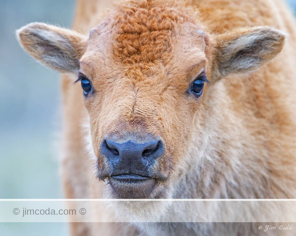 A bison calf approaches the camera in Yellowstone National Park.